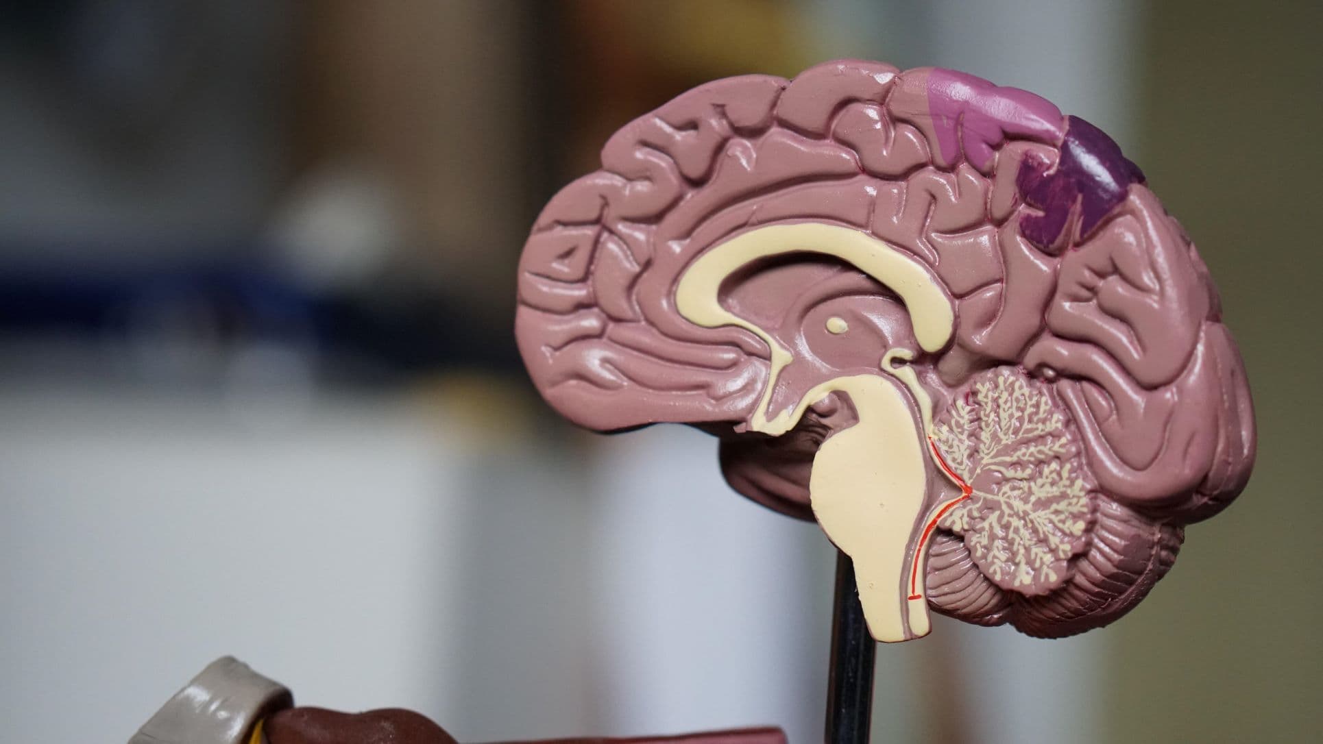 plastic model of human brain