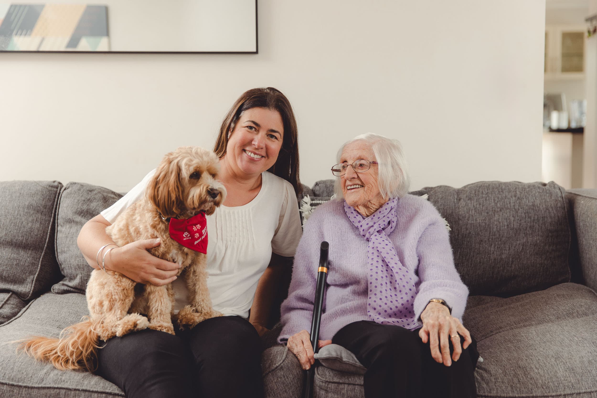 Accvs volunteer plus dog