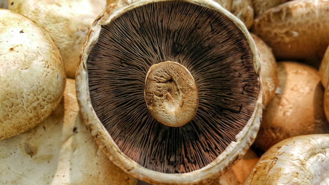 Closeup of mushroom
